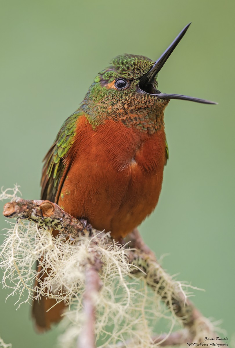 kolibřík peruánský - ML620267954
