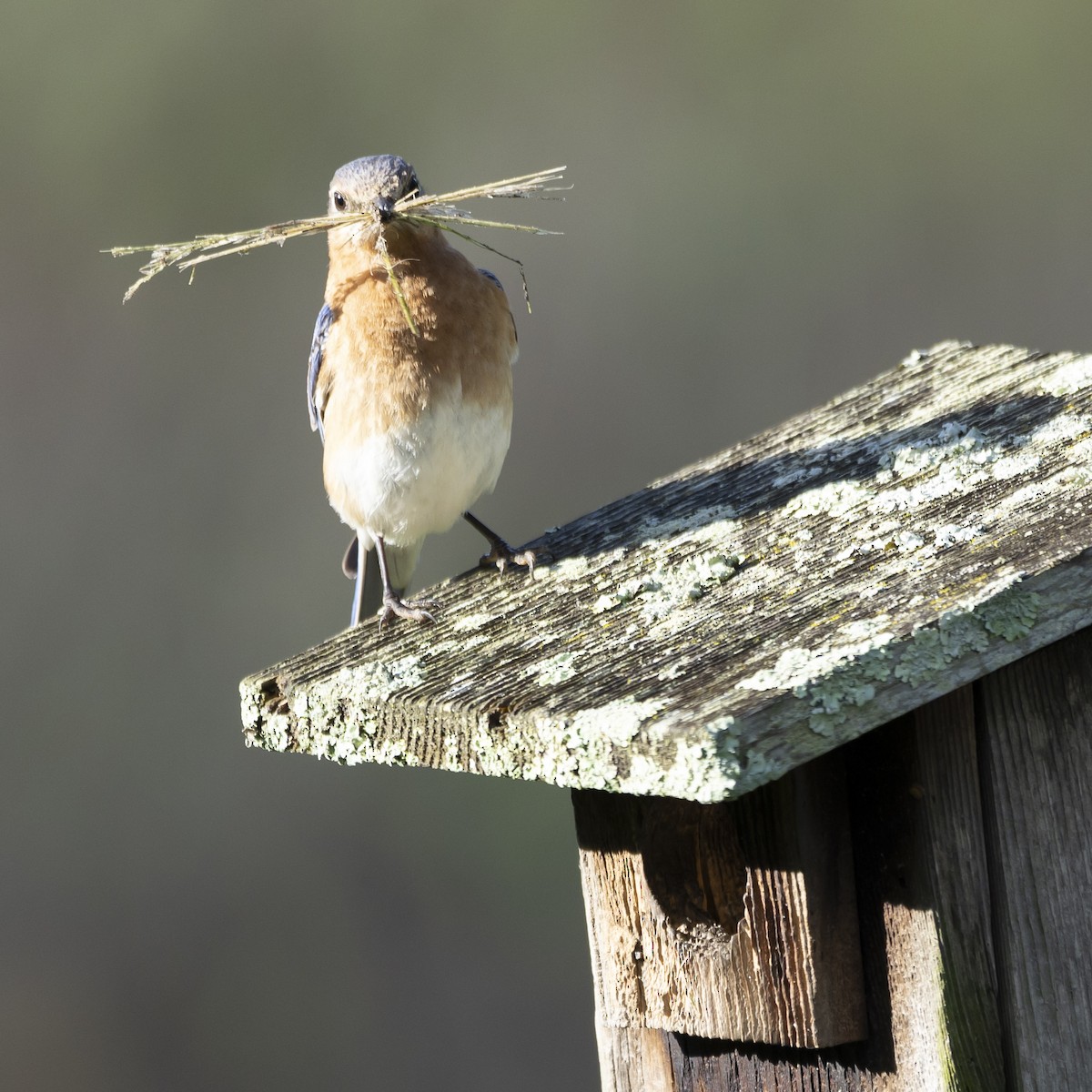 Eastern Bluebird - ML620267963