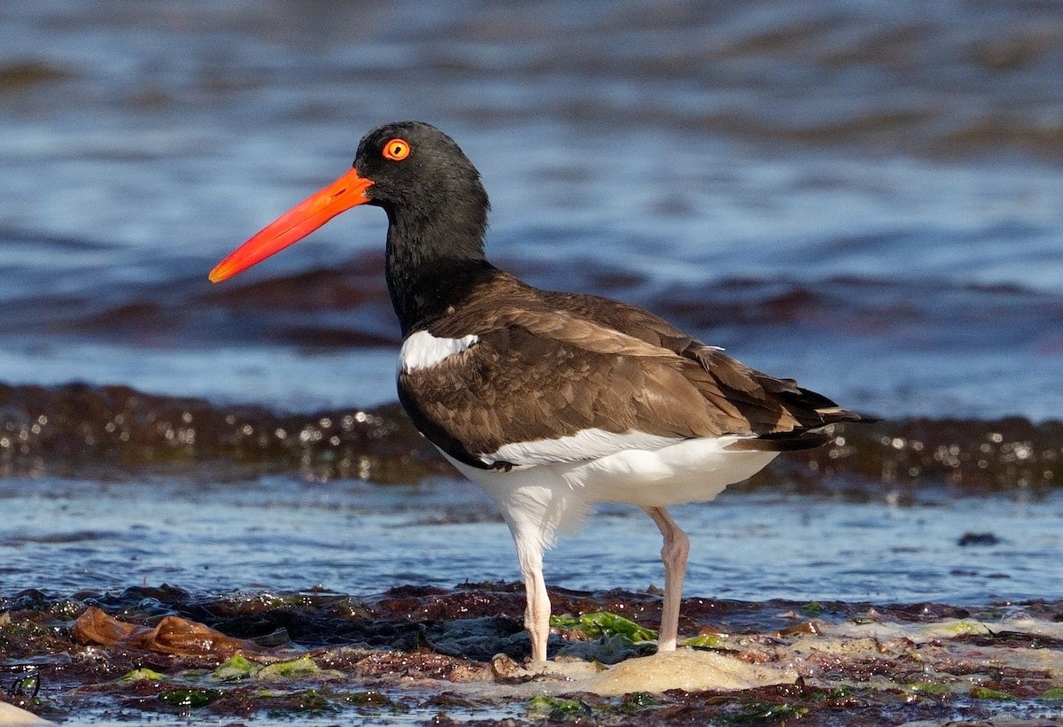 American Oystercatcher - ML620267965