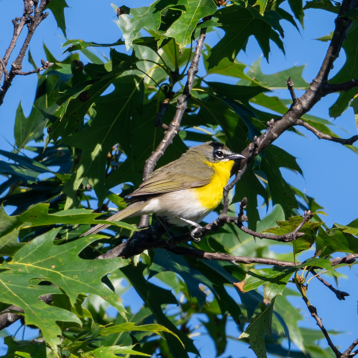 Yellow-breasted Chat - ML620267968