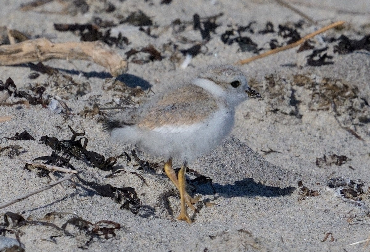 Piping Plover - ML620267972