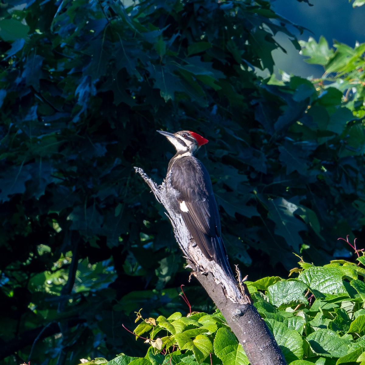 Pileated Woodpecker - ML620267973