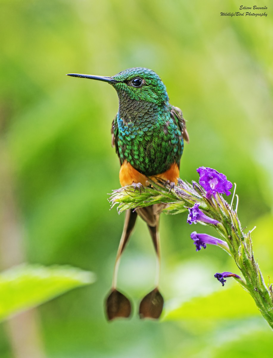 Colibrí de Raquetas Peruano - ML620267974