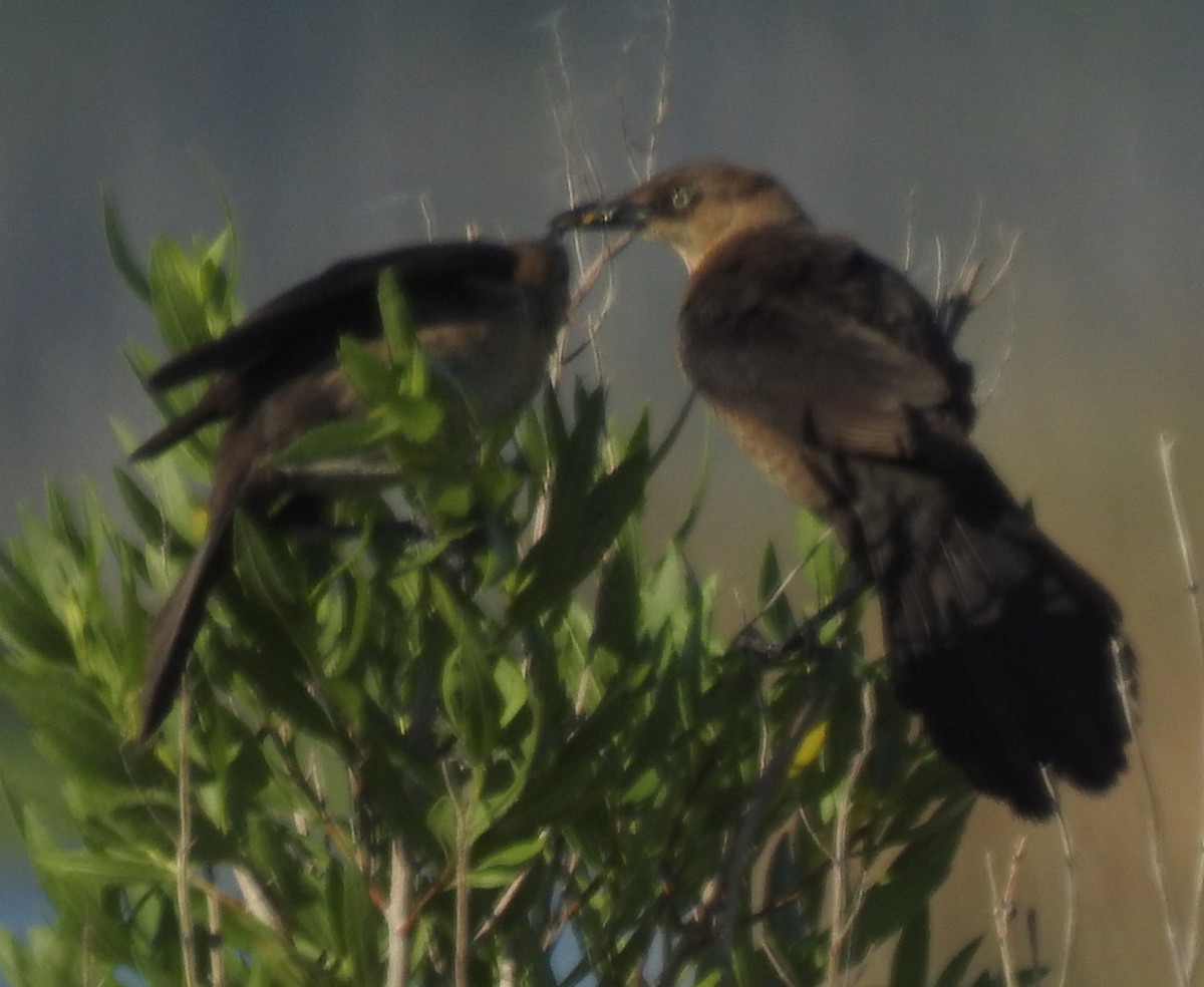 Boat-tailed Grackle - ML620267975