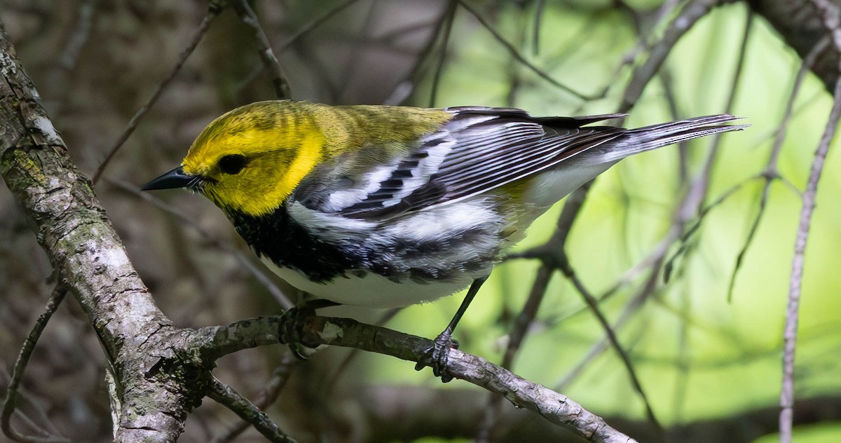 Black-throated Green Warbler - ML620267978