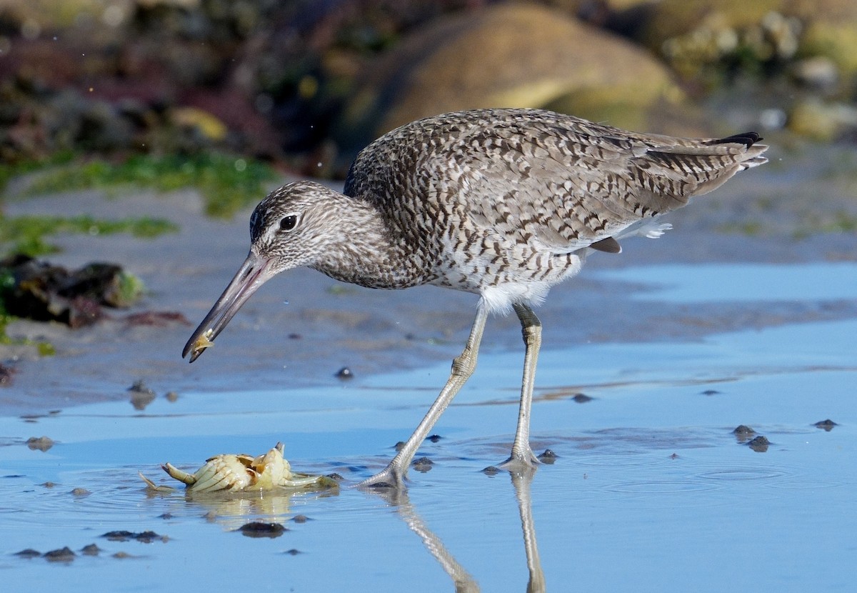 willetsnipe (semipalmata) - ML620267979