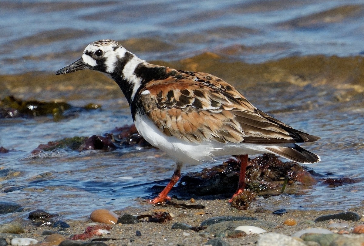 Ruddy Turnstone - ML620267982