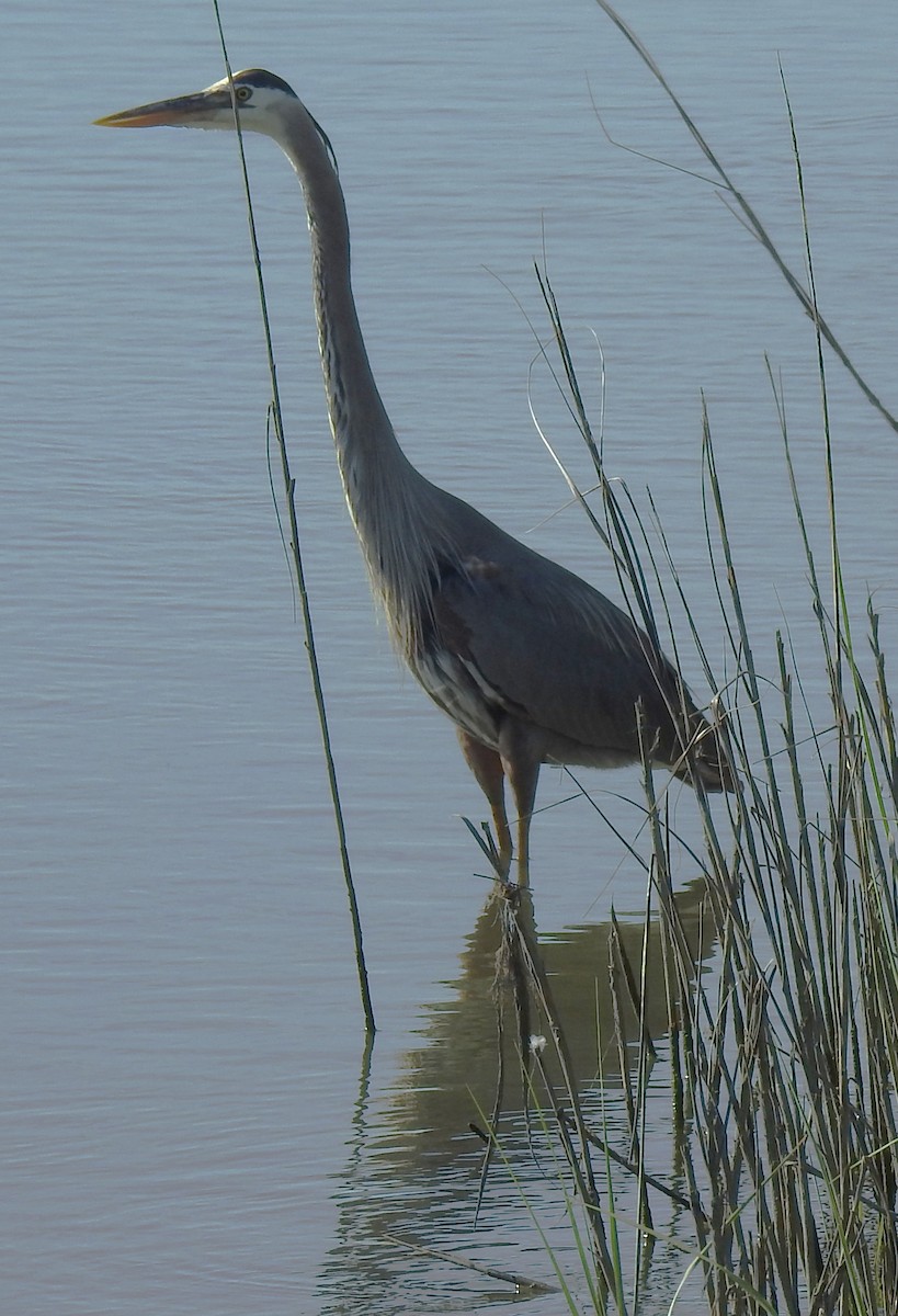 Great Blue Heron - ML620267987