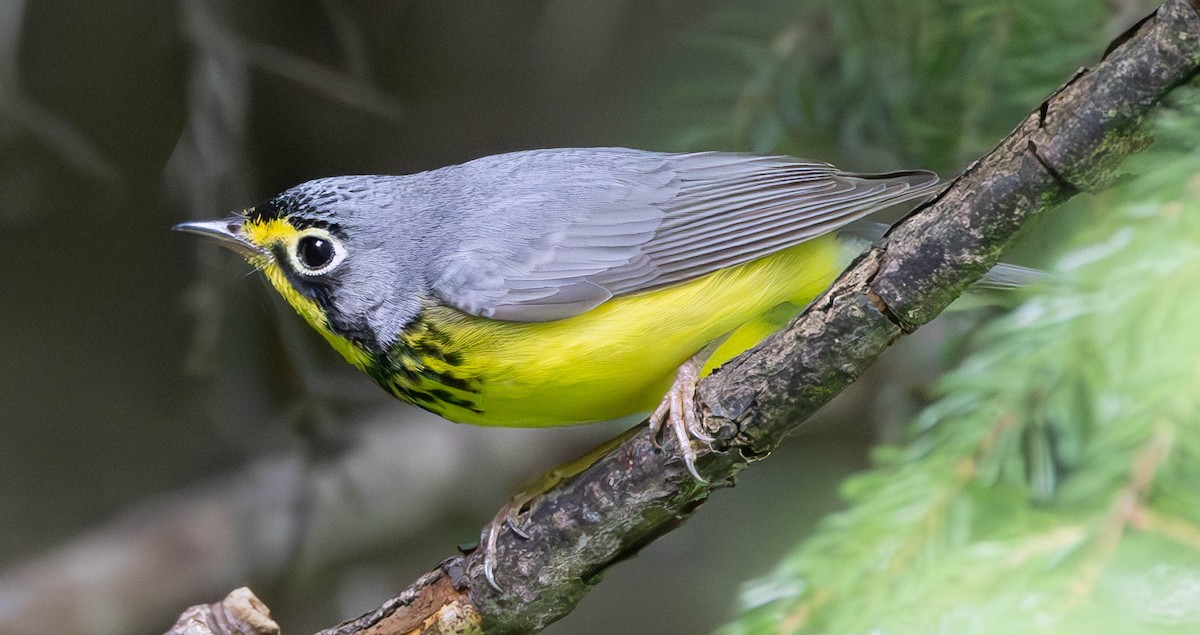 Canada Warbler - ML620267988