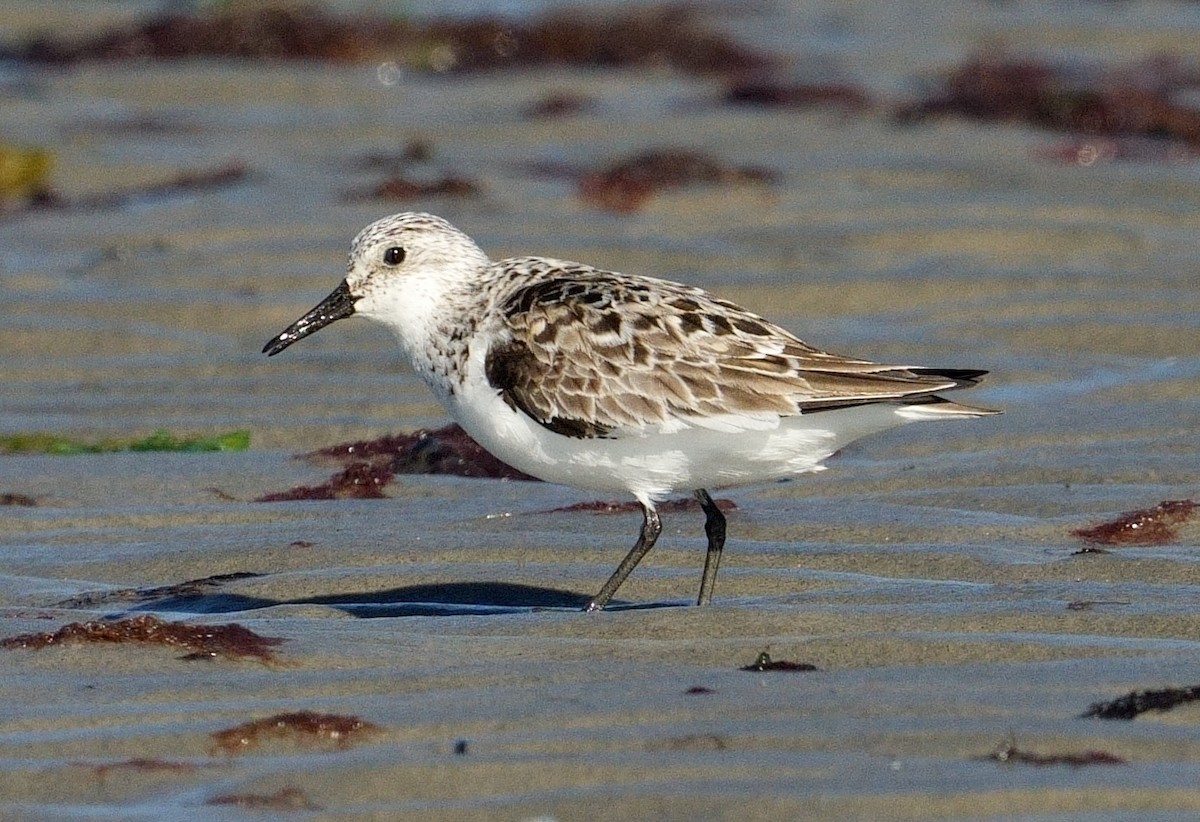 Sanderling - ML620267992