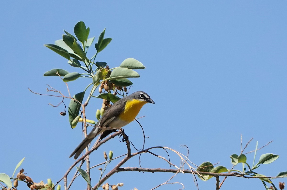 Yellow-breasted Chat - ML620267993