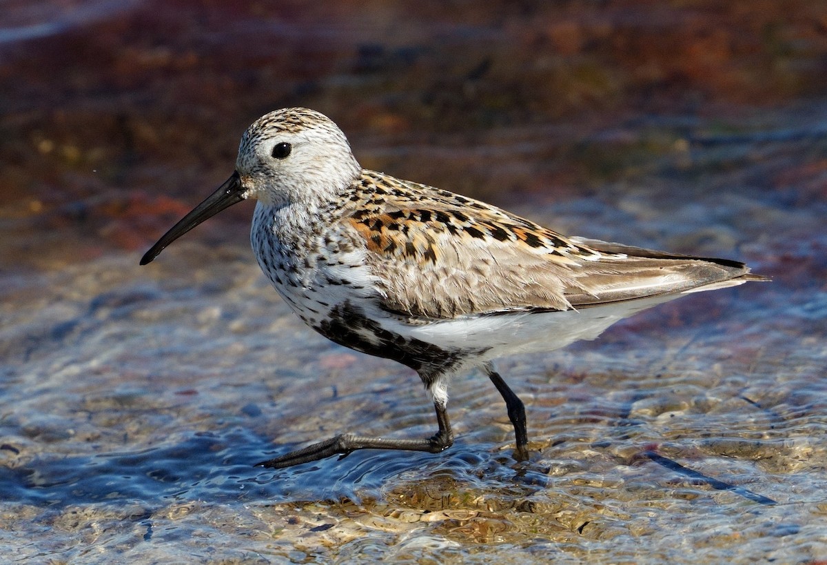 Dunlin - ML620267995