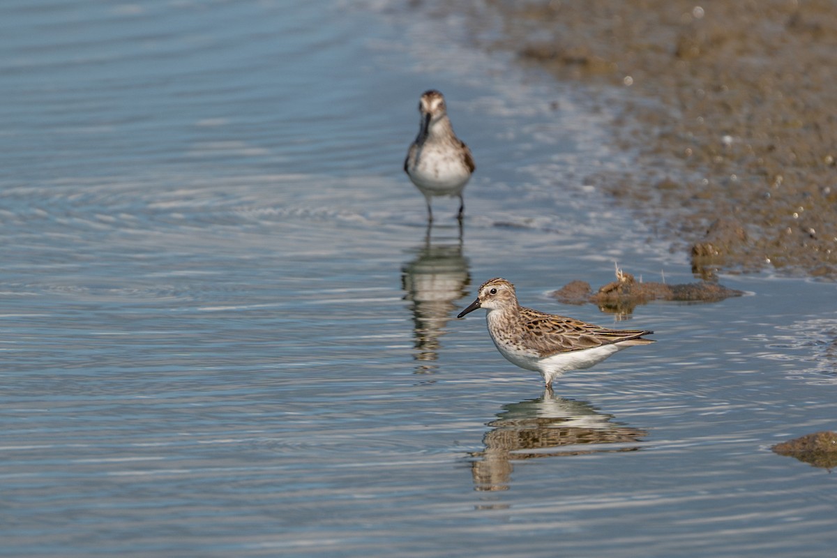 Semipalmated Sandpiper - ML620268006