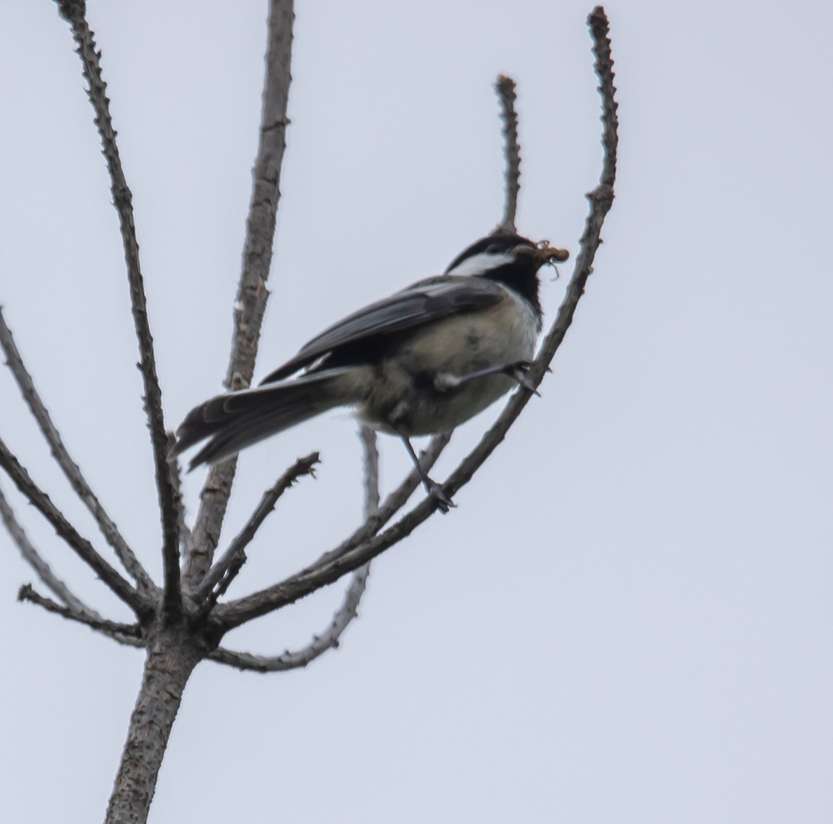 Black-capped Chickadee - ML620268010