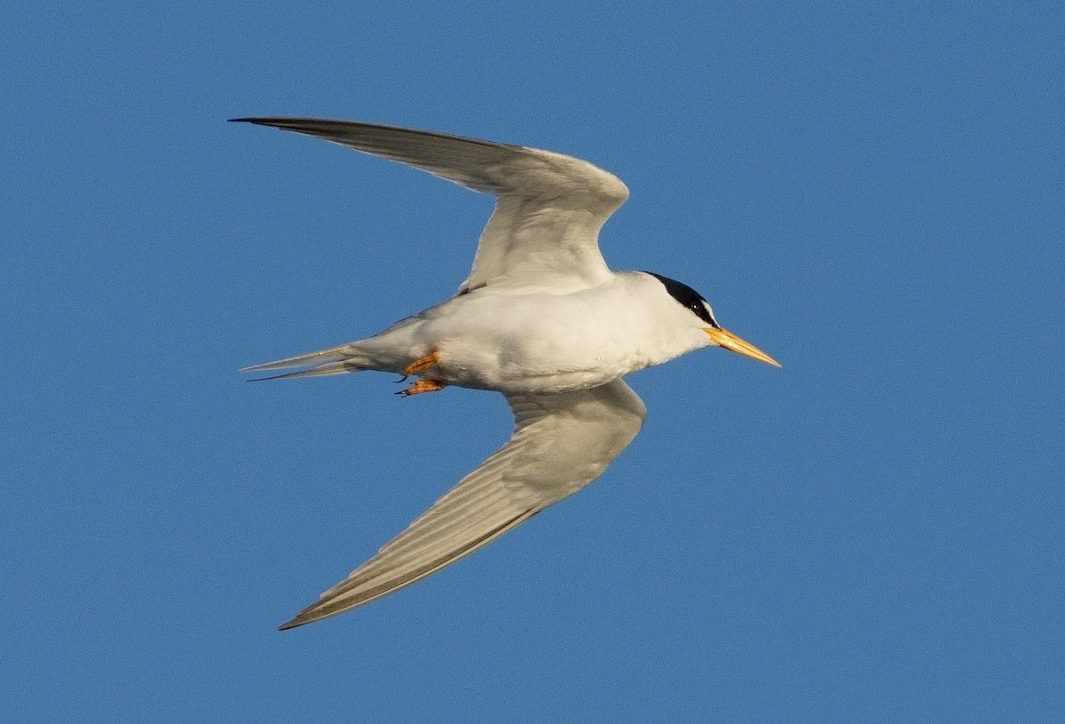 Least Tern - ML620268021