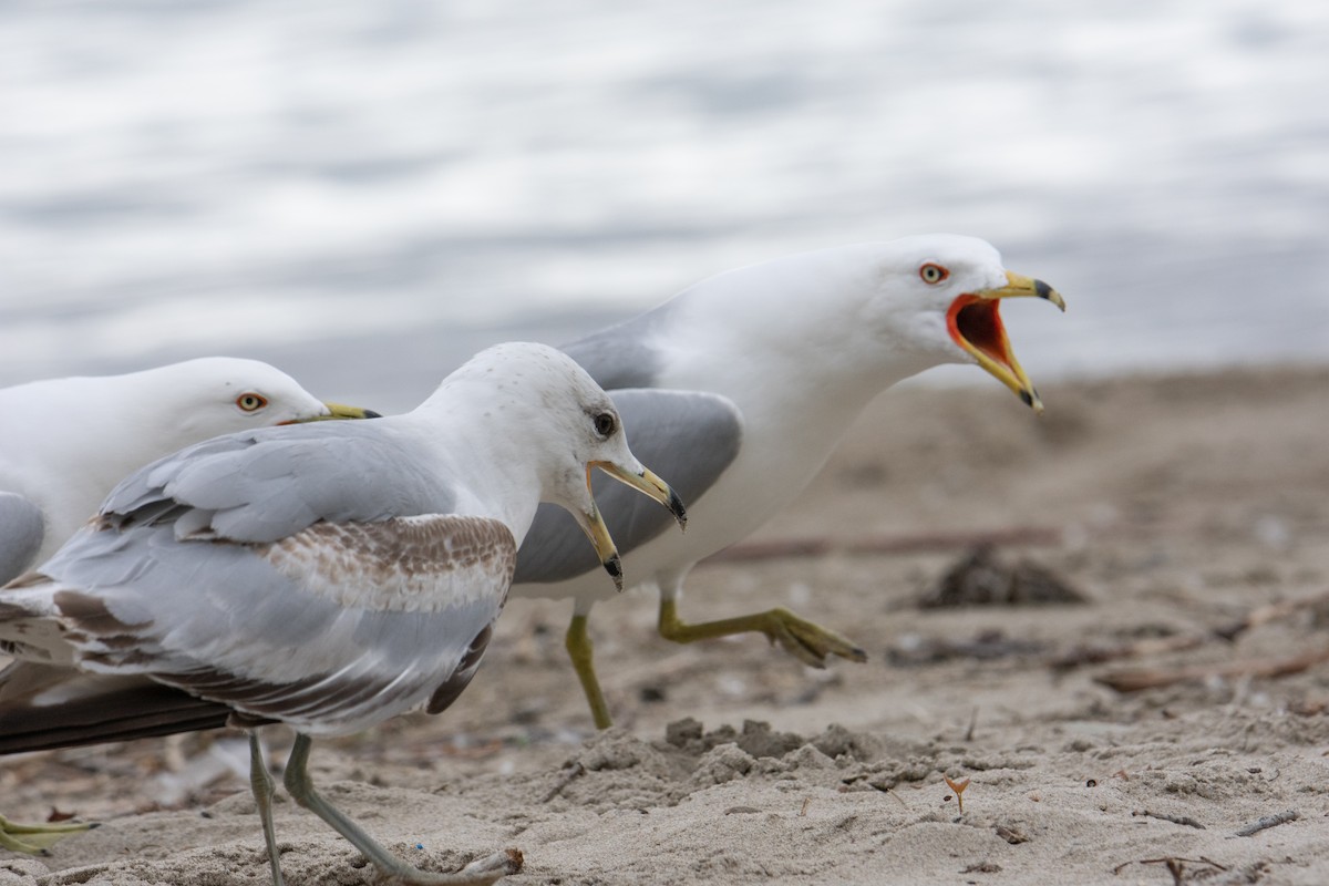 Ring-billed Gull - ML620268024