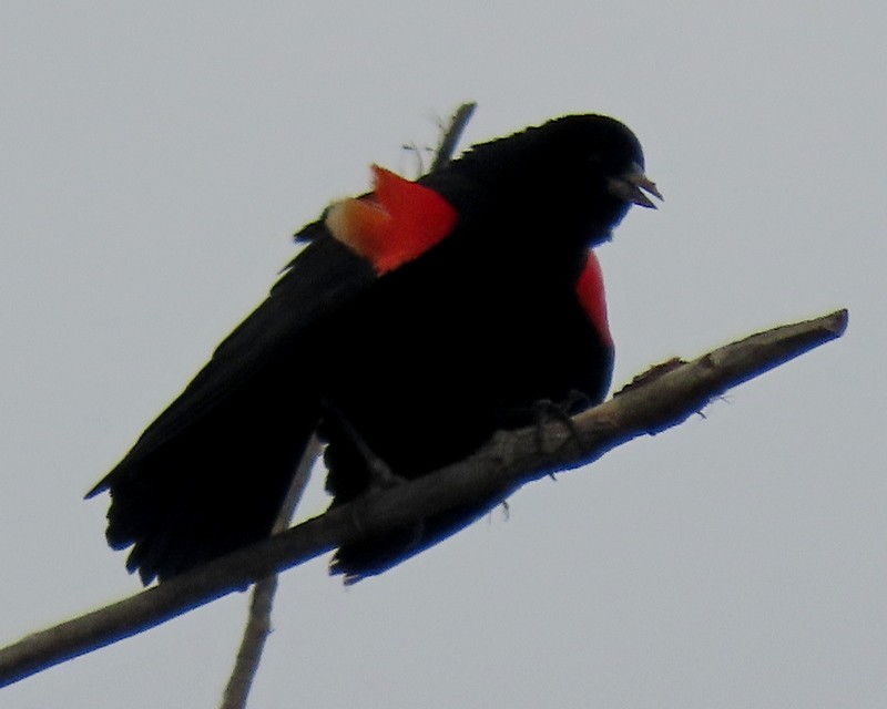 Red-winged Blackbird - ML620268025