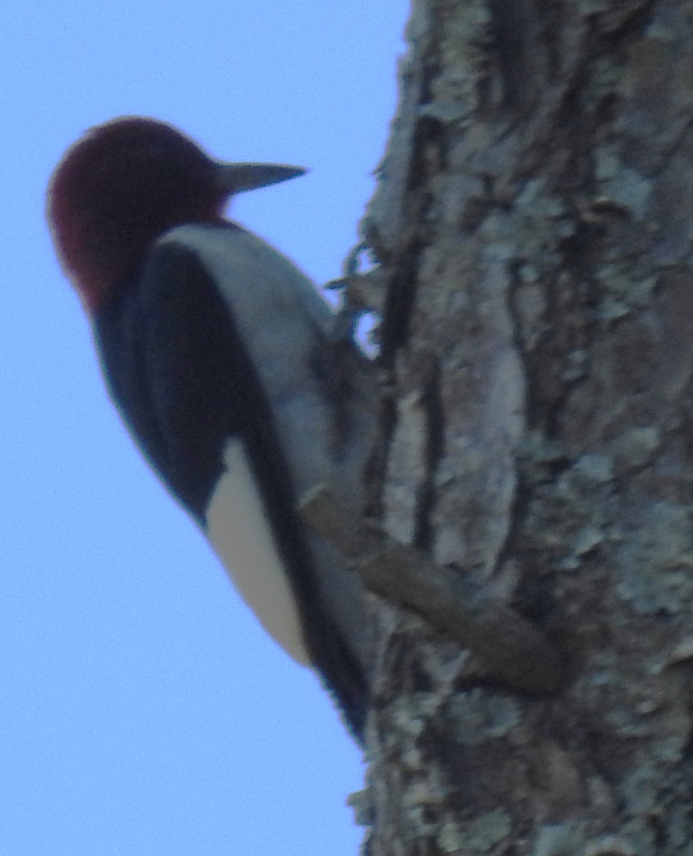 Red-headed Woodpecker - ML620268028