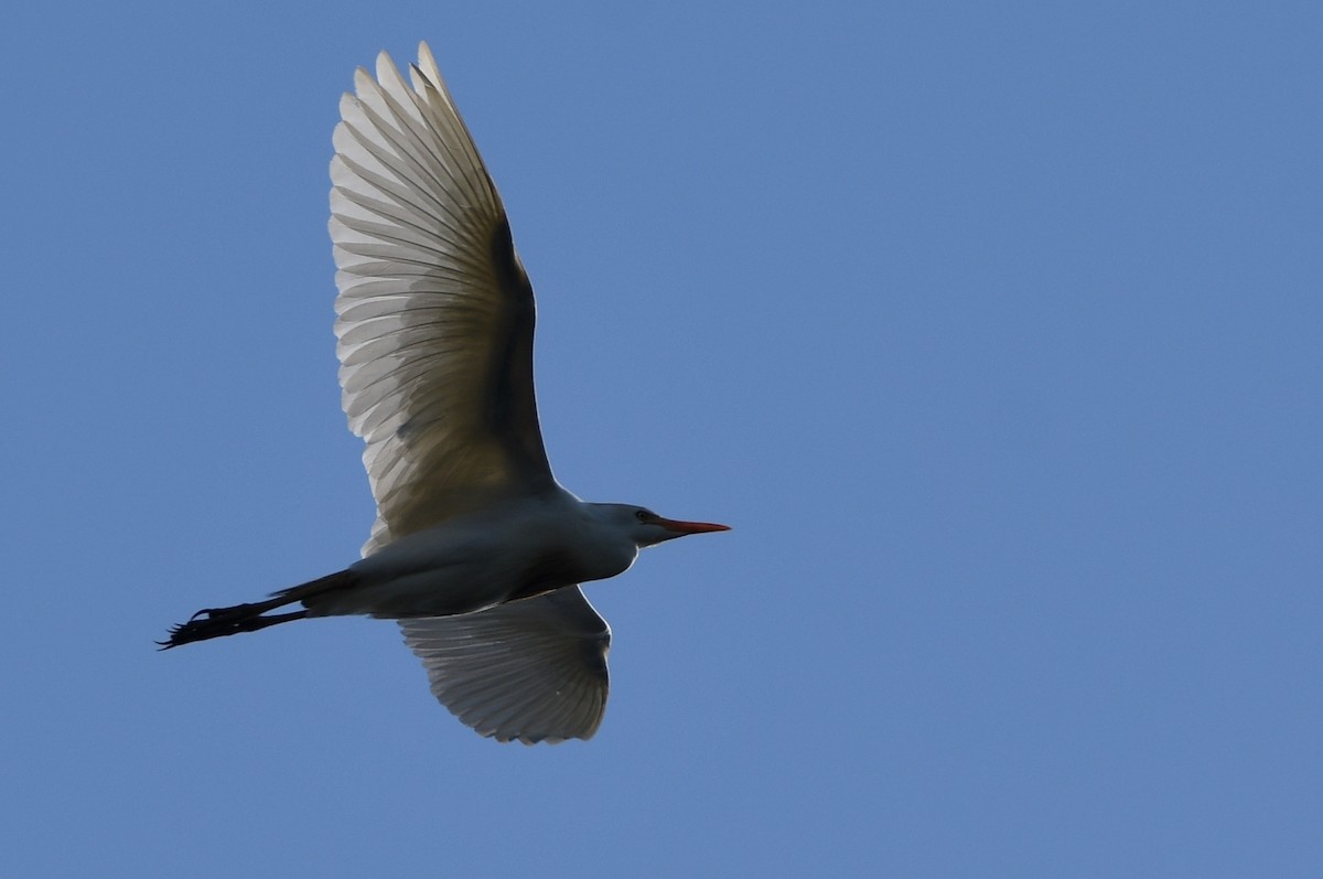 Western Cattle Egret - ML620268031