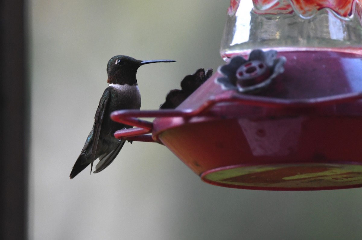 Ruby-throated Hummingbird - ML620268033
