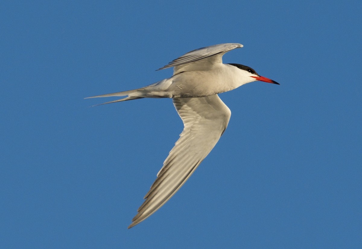 Common Tern - ML620268034