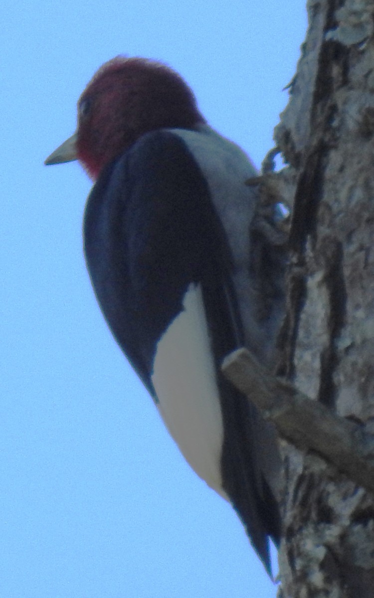 Red-headed Woodpecker - ML620268035