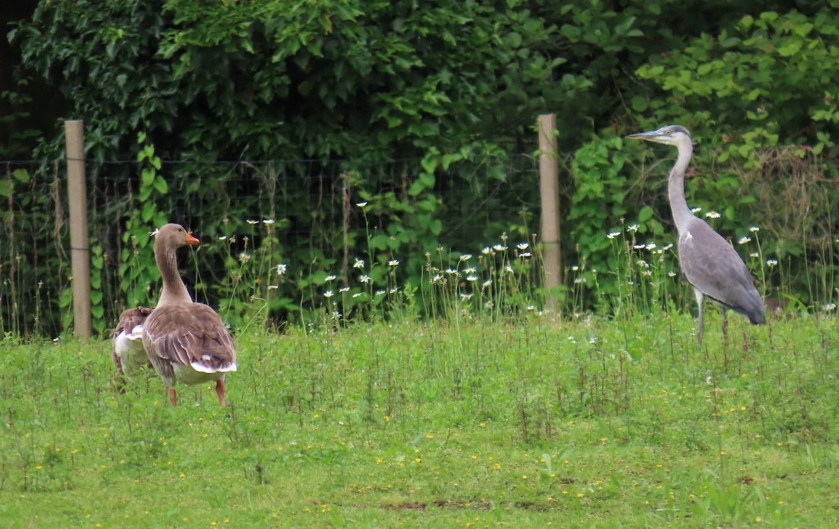 Graylag Goose - ML620268038