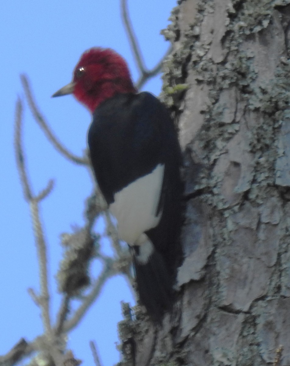 Pic à tête rouge - ML620268043