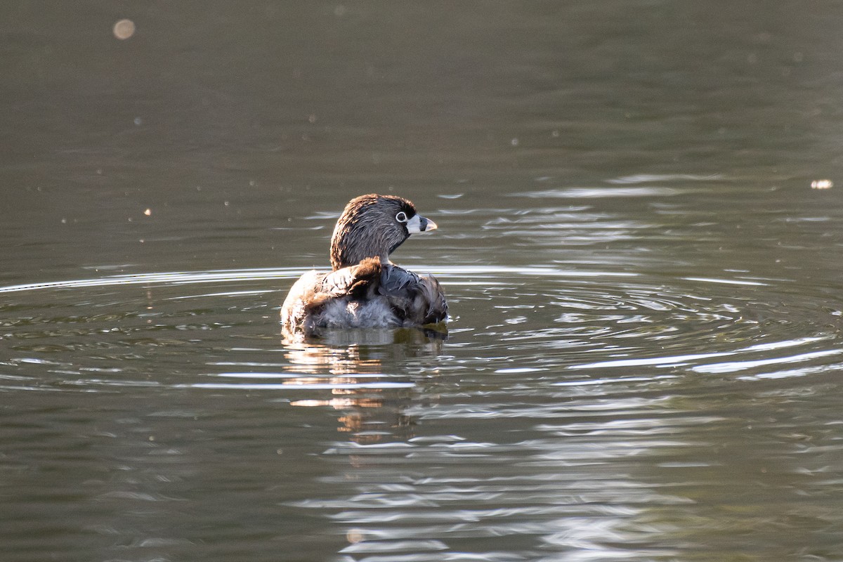 Pied-billed Grebe - ML620268044