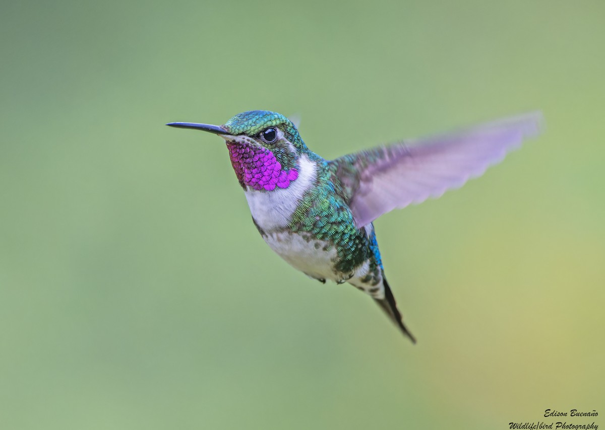 Colibrí de Mulsant - ML620268045