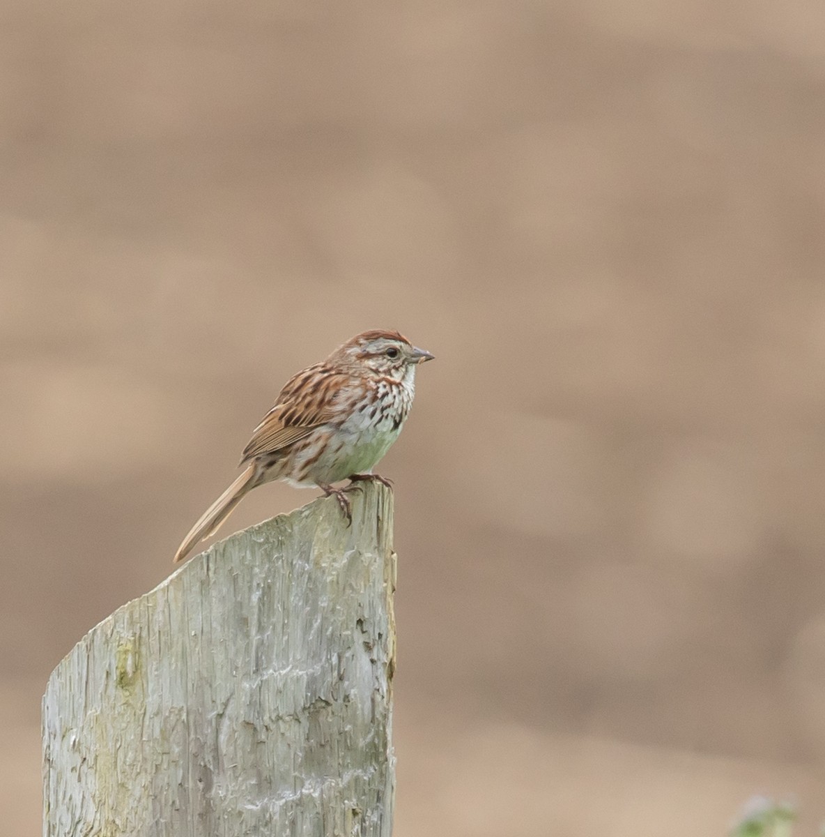 Song Sparrow - ML620268047