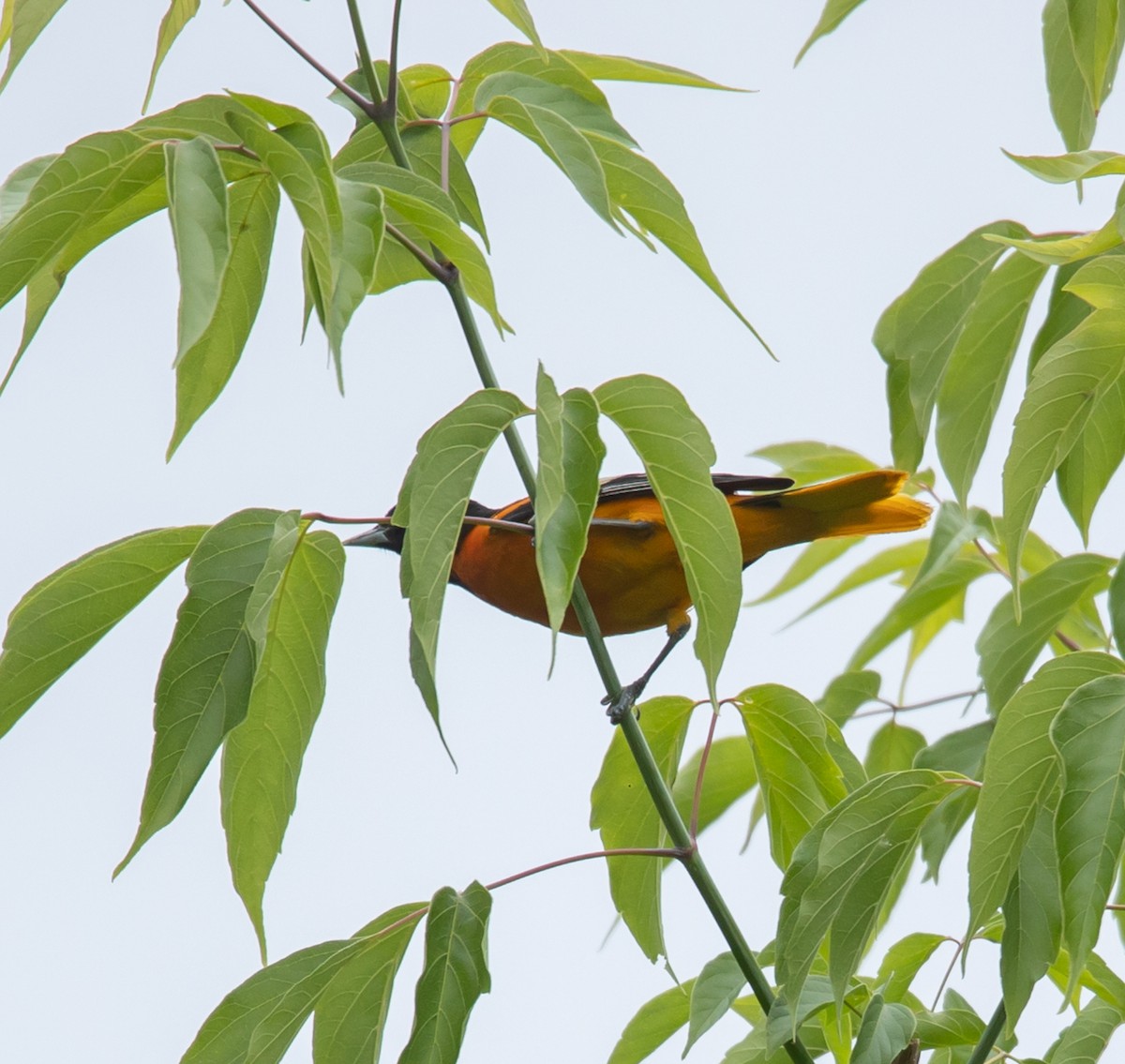 Baltimore Oriole - ML620268057