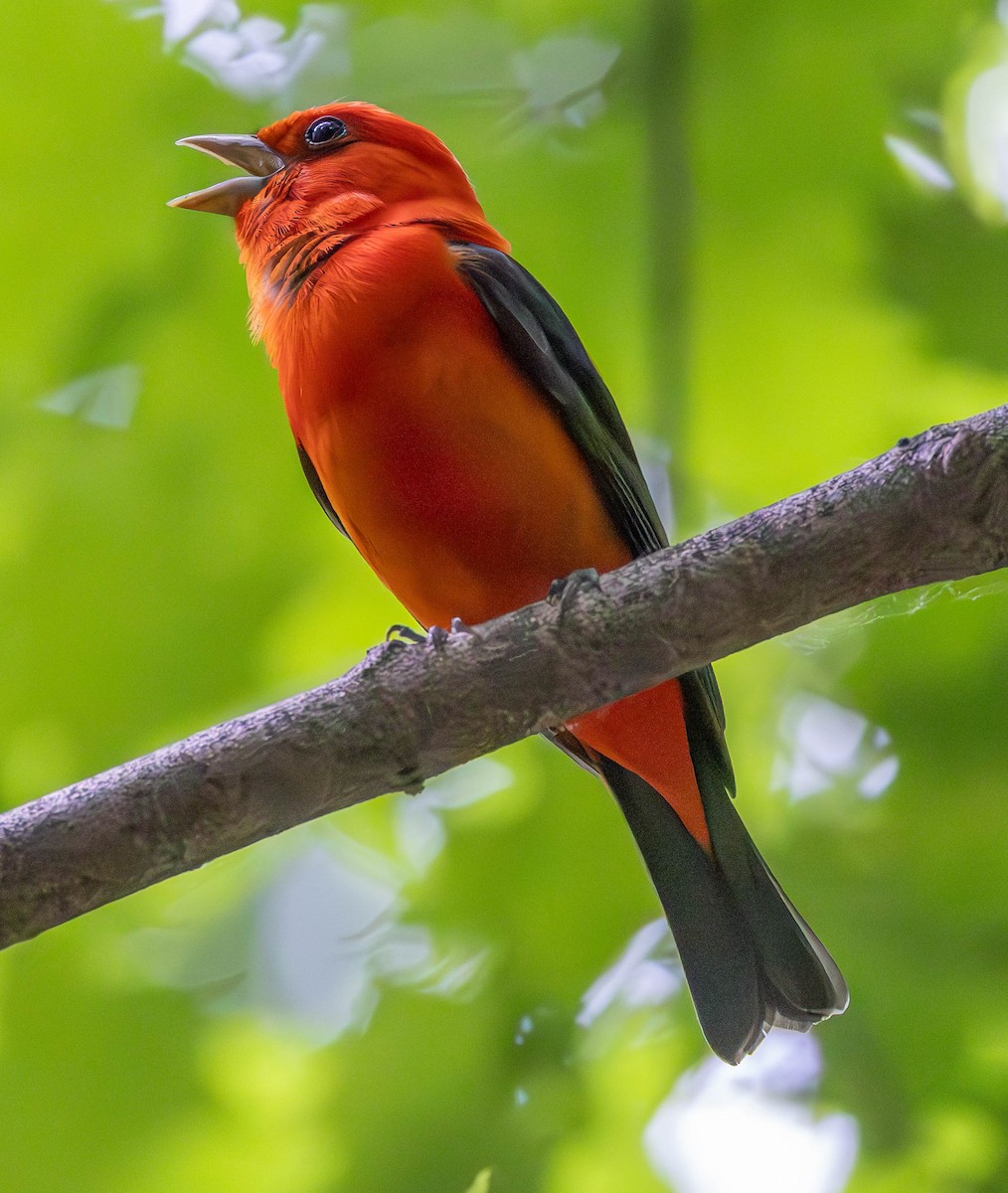 Scarlet Tanager - ML620268059