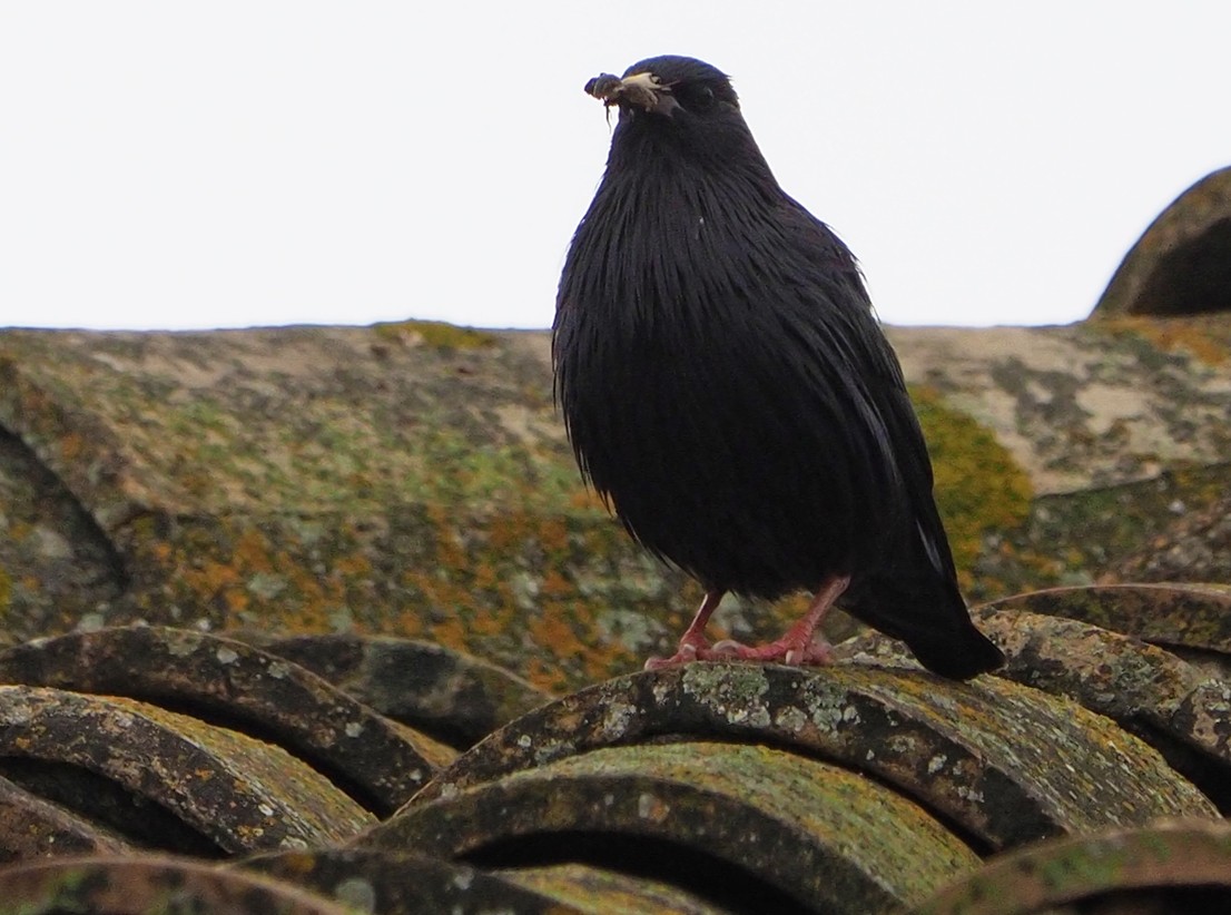 Spotless Starling - ML620268065