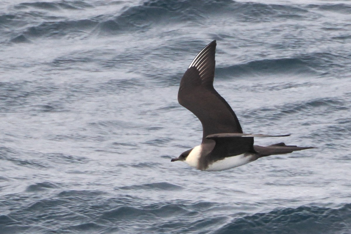 Parasitic Jaeger - steve b