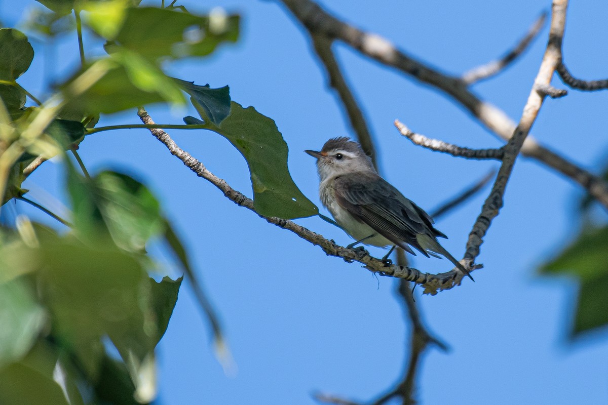 Warbling Vireo - ML620268074