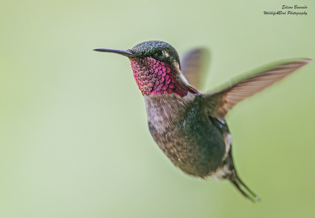 Colibrí de Heliodoro - ML620268076