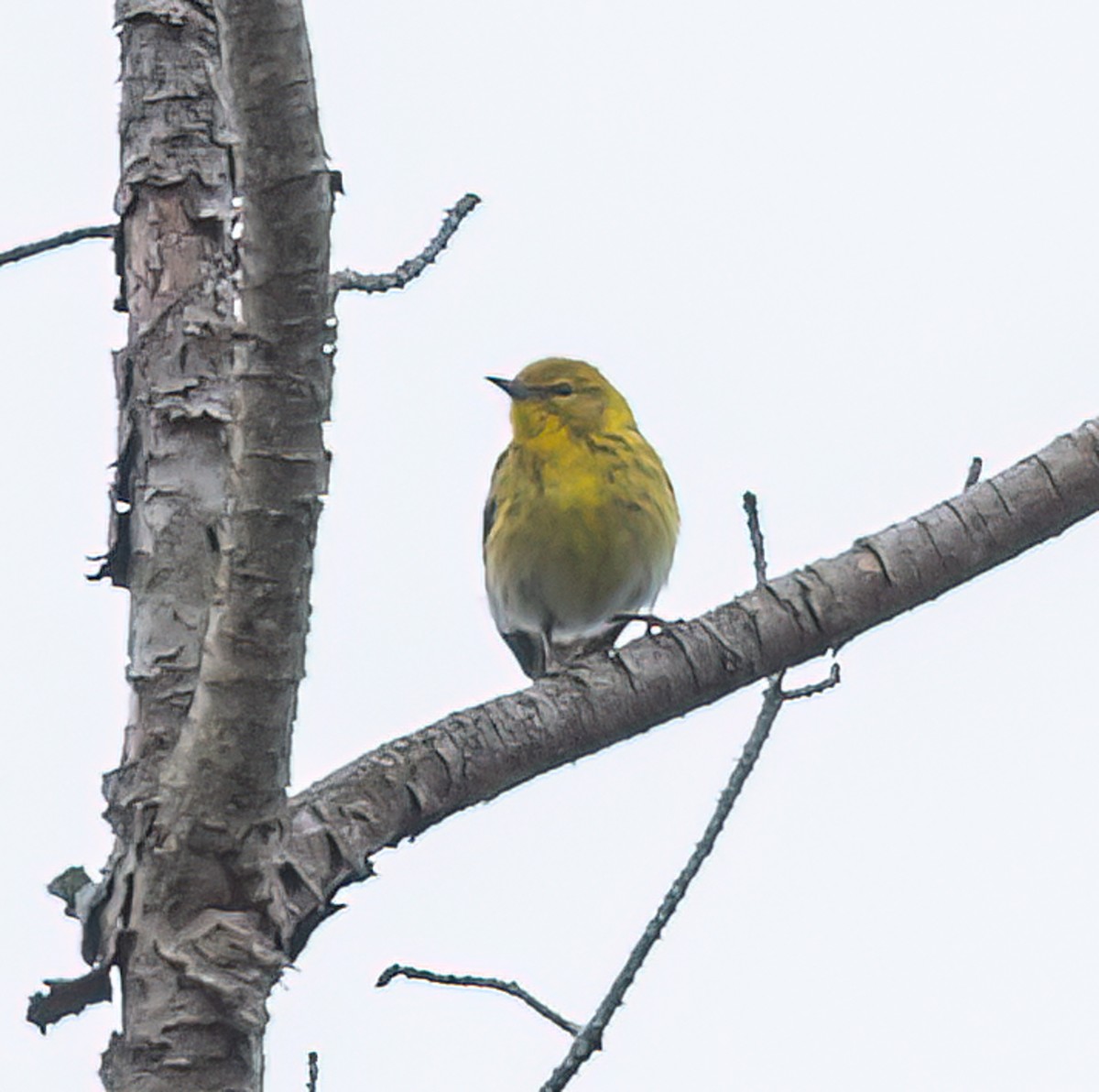 Pine Warbler - ML620268079