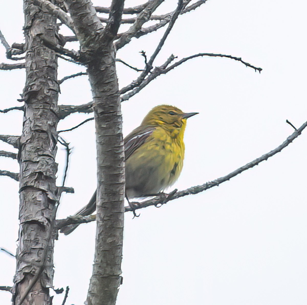 Pine Warbler - ML620268081