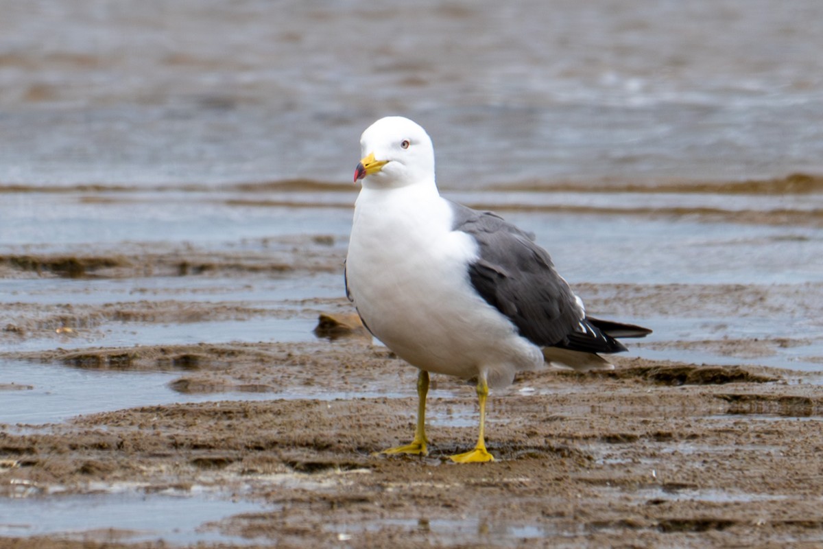 Black-tailed Gull - ML620268082