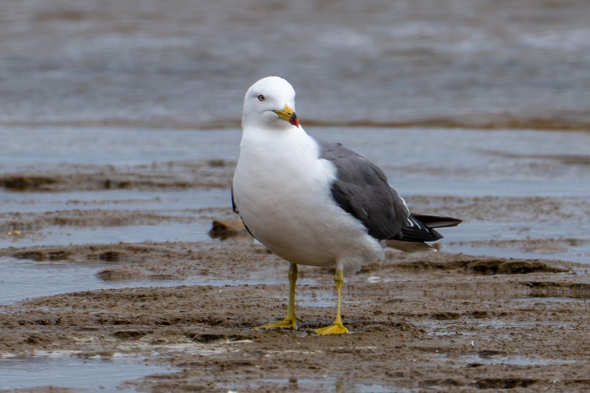 Black-tailed Gull - Tanya Smythe