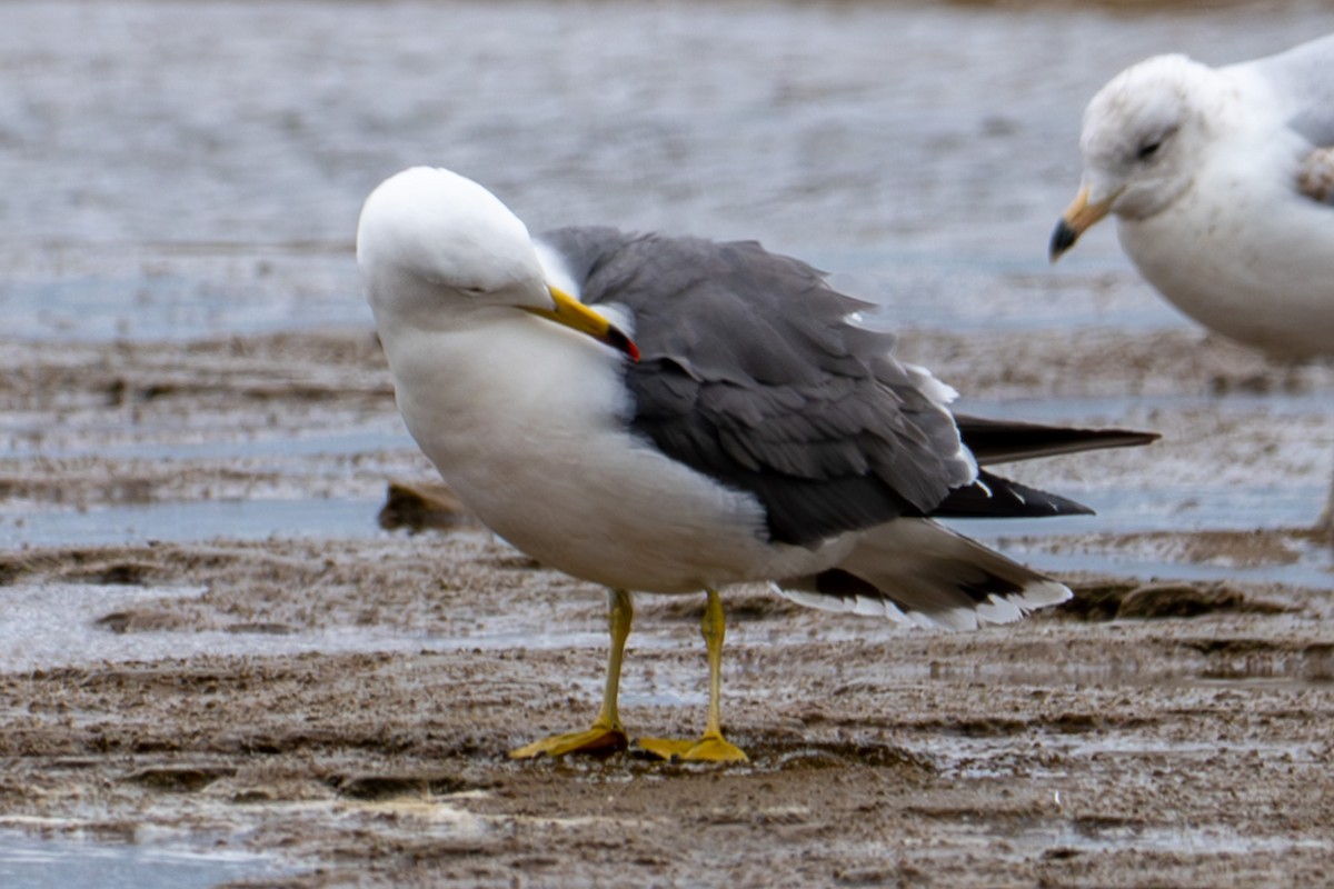 Black-tailed Gull - ML620268084