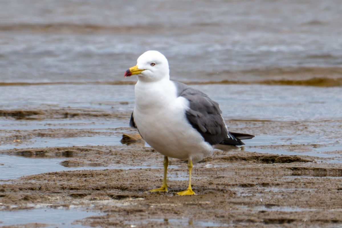 Black-tailed Gull - ML620268086