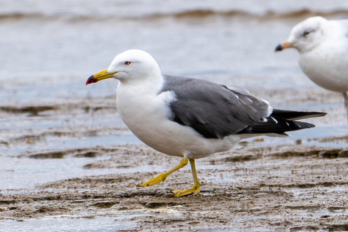 Black-tailed Gull - ML620268088