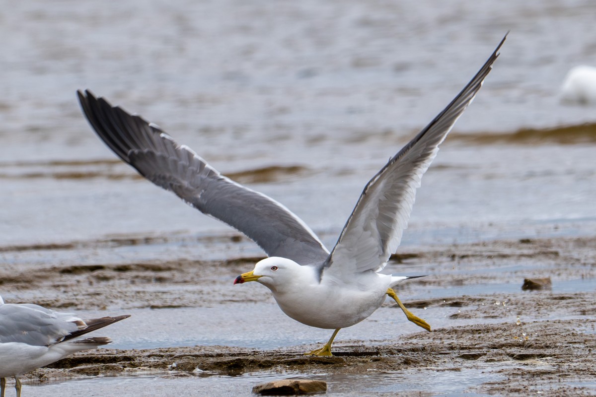 Black-tailed Gull - ML620268089