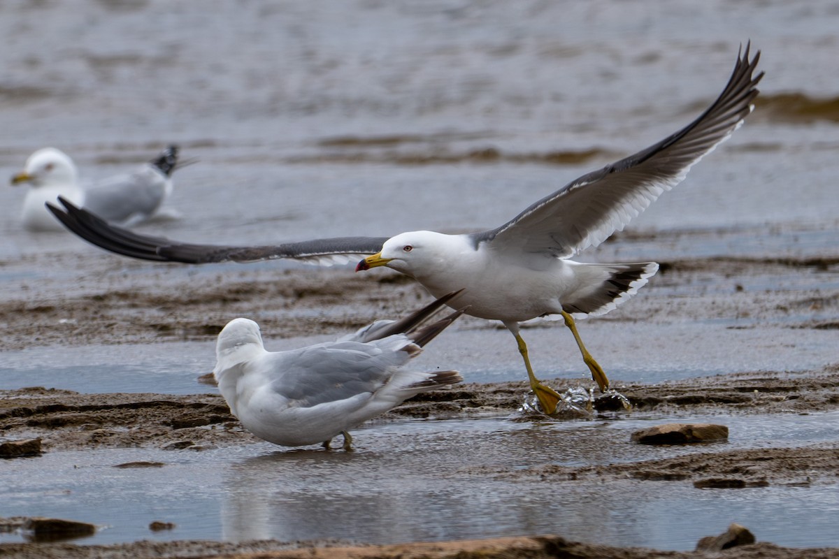 Black-tailed Gull - ML620268090