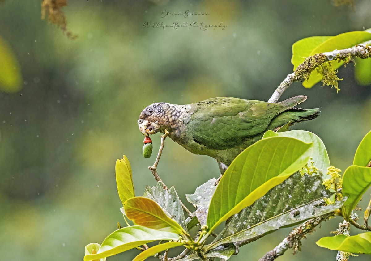 Speckle-faced Parrot - ML620268091