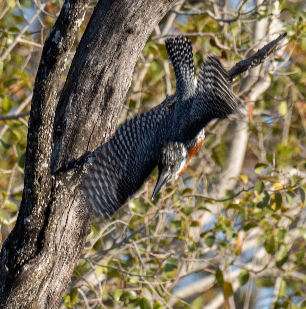 Giant Kingfisher - ML620268098