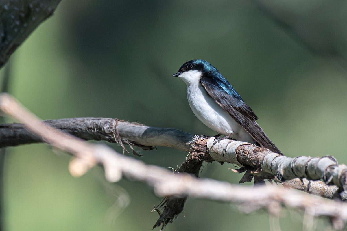 Tree Swallow - Janet Busi