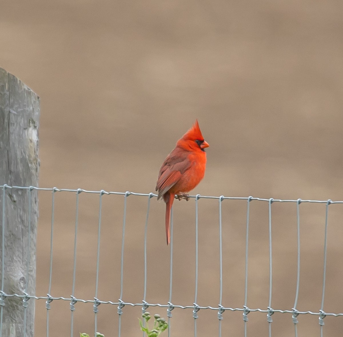 Cardenal Norteño - ML620268100